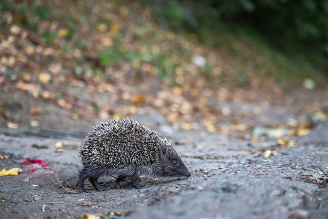 塔的回归帮 塔的回归帮